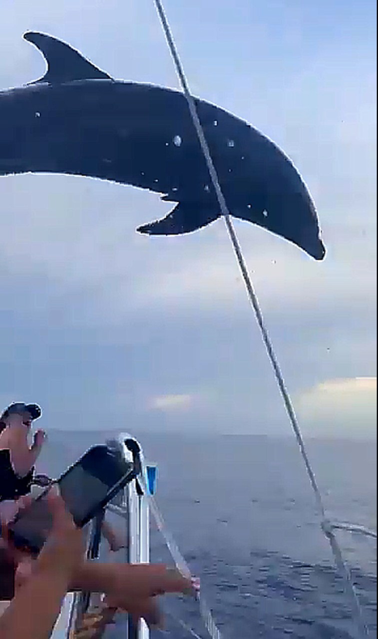 Asombra delfín al caer a un catamarán en Cozumel