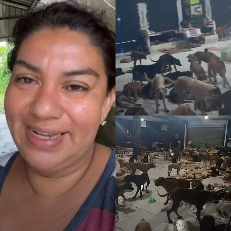 Ante amenaza de Beryl, refugio para perros en Cancún se hizo viral